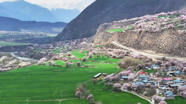 Peach blossoms and rivers in Bome Nyingchi Tibet