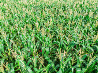 Green Maize Corn Field Plantation In Summer Agricultural Season.