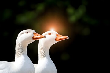 Obraz premium Two white geese stand side-by-side, heads turned slightly, against a dark, blurred background with a bright light effect