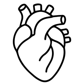 Anatomical heart icon on white background vector
Vector icon