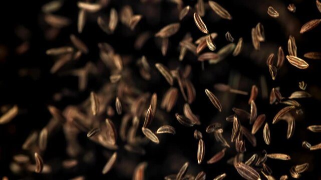 Cumin flies up and down. Filmed on a high-speed camera at 1000 fps. High quality FullHD footage