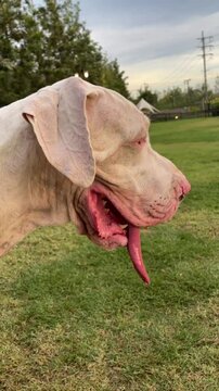 Side view of a Great Dane, a human pet, at a park.