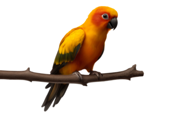 Bright parrot perched on branch with vibrant feathers in sunlight