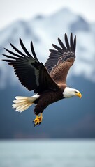 Fototapeta premium eagle in flight