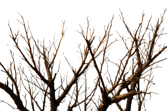Branches of a leafless tree against clear background