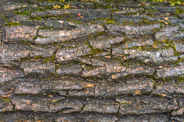 Closeup of cracked tree bark with moss growing between textured ridges. Tree bark surface reveals natural texture, forest layers and organic background. Natural wood