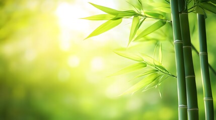 Sunlight filtering through vibrant bamboo foliage.