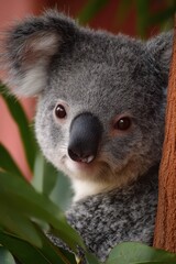 Obraz premium A calm koala is nestled in the vibrant foliage of its natural habitat. The soft light enhances its fluffy fur while it gazes thoughtfully, embodying tranquility in the afternoon