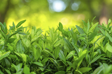 Obraz premium Lush green leaves create vibrant backdrop, showcasing nature beauty and tranquility