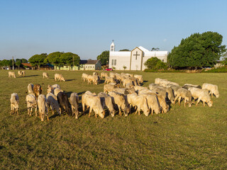 Cattle herd grazing at sunset