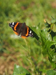 Detalle de mariposa almirante rojo (vanessa atalanta) sobre una rama en un parque