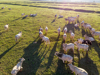 Cattle herd grazing at sunset