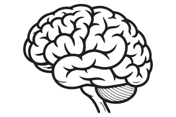 Detailed Illustration of a Human Brain
