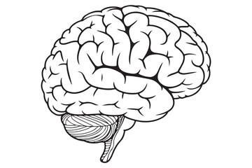 Detailed Illustration of a Human Brain

