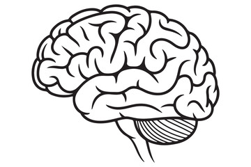 Detailed Illustration of a Human Brain
