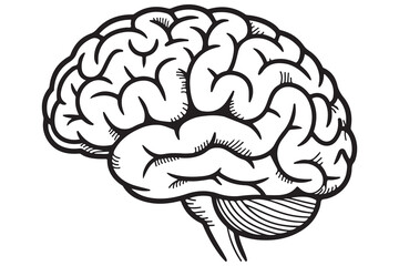 Detailed Illustration of a Human Brain
