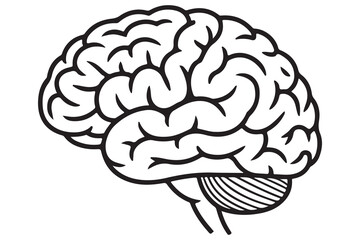 Detailed Illustration of a Human Brain
