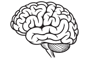 Detailed Illustration of a Human Brain
