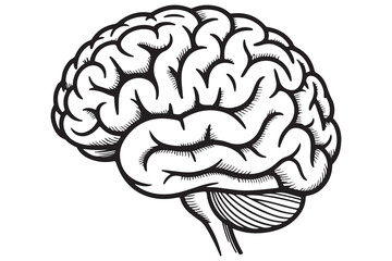 Detailed Illustration of a Human Brain
