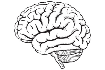 Detailed Illustration of a Human Brain
