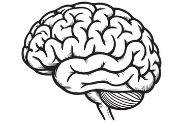 Detailed Illustration of a Human Brain
