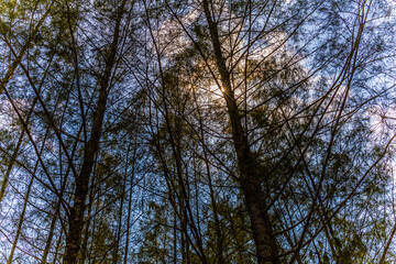 Picture of a pine tree with full branches and a bright blue sky with beautiful rays of sunlight shining through it.