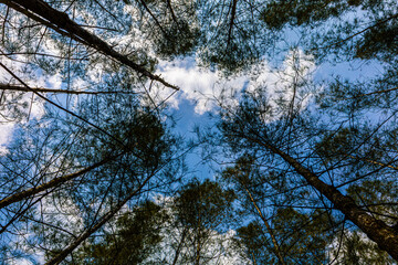 Low angle shot of pine trees, bright blue sky with some clouds, beautiful, perfect for background.