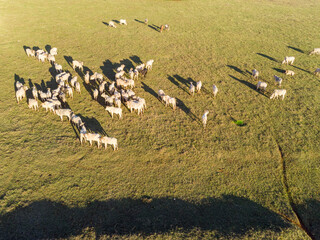 Cattle herd grazing at sunset