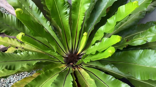 Magnificent Bird's Nest Fern: A Lush Green Tapestry of Nature