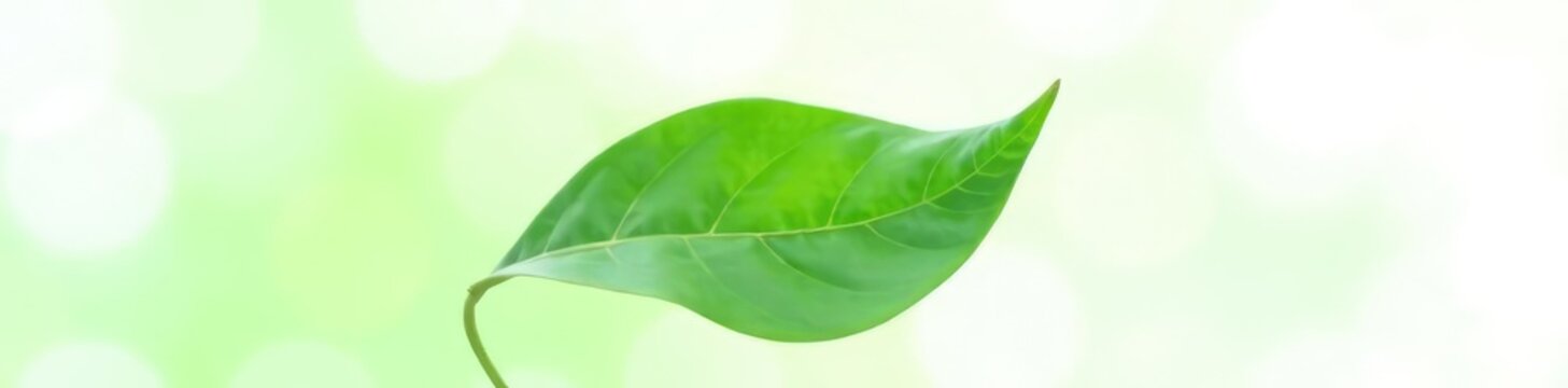 Delicate green leaf isolated on white background, plant, green, flowerless