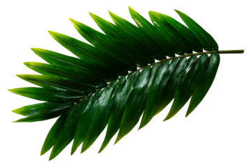 Lush green palm leaf with transparent background for design use