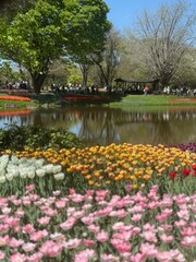 Fototapeta premium spring in the park