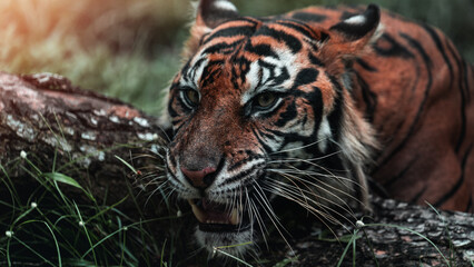Tiger face close up portrait