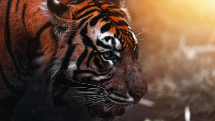 Tiger face close up portrait