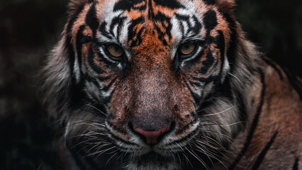 Tiger face close up portrait