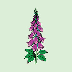 Illustration of a vibrant purple foxglove flower with detailed green leaves