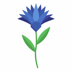 Bachelor’s Button Vector on White Background