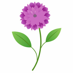 Bachelor’s Button Vector on White Background