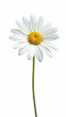 Fototapeta premium Single white daisy isolated on white background, flower, petals