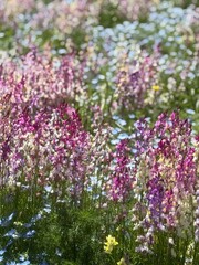 Obraz premium pink flowers in the garden