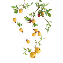 Ripe medlars and jujubes falling isolated on white