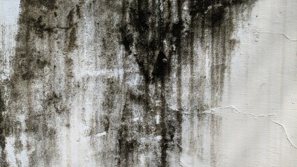 Fototapeta premium Photo Background: Old White Wall with Black Moss
