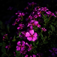 Vibrant fuchsia flowers blooming in dark garden.