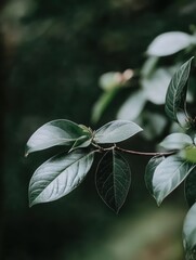Dogwood leaves close up on branch with dark green background in natural light outdoor setting