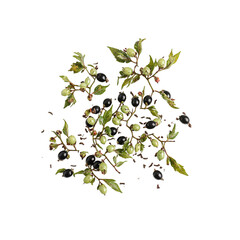 Isolated elderberries breaking apart mid fall vibrant colors and intricate details captured in a tiny cluster