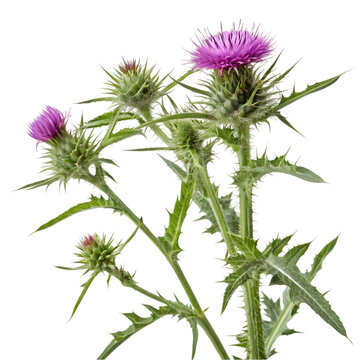 Milk Thistle Plant: Herbal Medicine, Flower, Thistle Weed isolated on transparent background