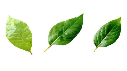 Fototapeta premium three green leaves on a white surface