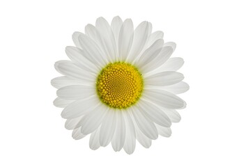 A single daisy flower with white petals and a yellow center on a plain white background in close up view