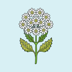 Illustration of a lovely cluster of white flowers with green leaves on a light blue background