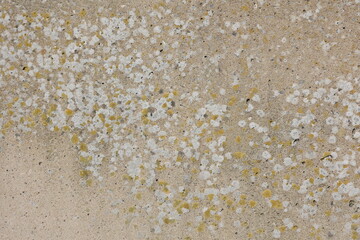 Intricate textures of white and yellow lichen on a weathered beige wall surface under natural light